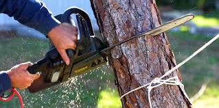 Professional Tree Services in Fairplay, GA
